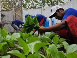 Hijaukan Harapan – Panen Sawi di Lapas Cilegon Jadi Bukti Ketahanan Pangan Warga Binaan
