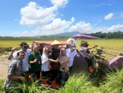 Kolaborasi Pemda Jepara – BRIN – PGN Hasilkan 176 Ton Gabah, Panen Biosalin Jepara Lampaui Target