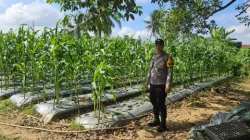 Perkuat Ketahanan Pangan Desa, Bhabinkamtibmas Polsek Loa Janan Turun ke Ladang Dampingi Petani Jagung