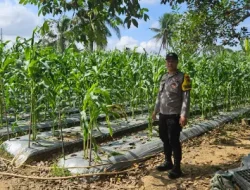 Perkuat Ketahanan Pangan Desa, Bhabinkamtibmas Polsek Loa Janan Turun ke Ladang Dampingi Petani Jagung