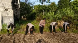 Dukung Swasembada Pangan 2026, Polsek Kenohan Tanam Jagung Serentak di Lahan Satu Hektar