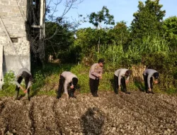 Dukung Swasembada Pangan 2026, Polsek Kenohan Tanam Jagung Serentak di Lahan Satu Hektar