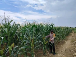 Dukung Ketahanan Pangan Nasional, Polsek Muara Wis Pantau Langsung Pertumbuhan Tanaman Jagung di Desa Sebemban