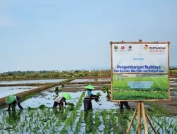 Dari Padi Biosalin Ke Minapadi Salin, PGN – BRIN – Pemkab Batang Dorong Nilai Ekonomi Lahan Pesisir Batang